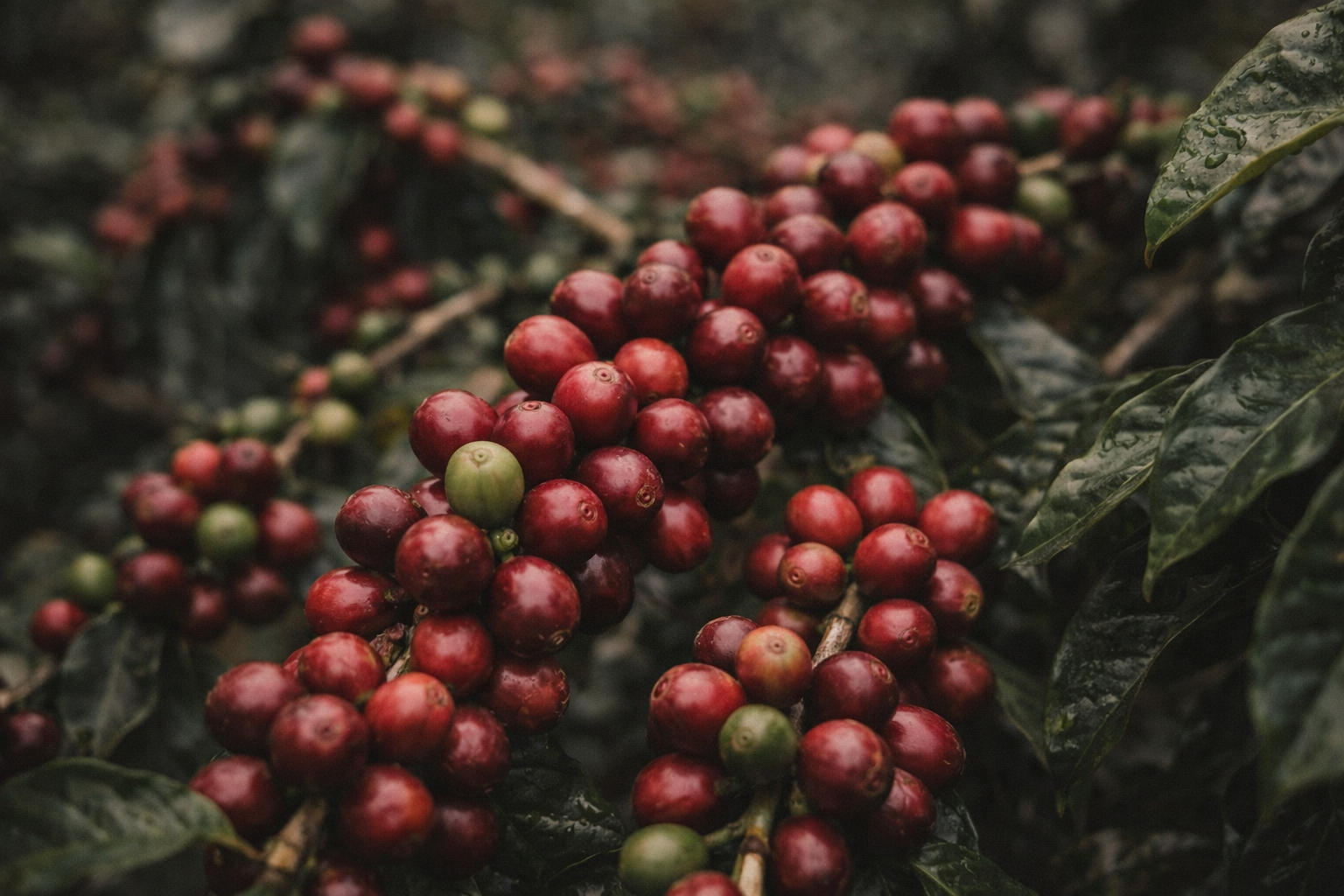 Ripe arabica coffee cherries growing on plant in Colombia