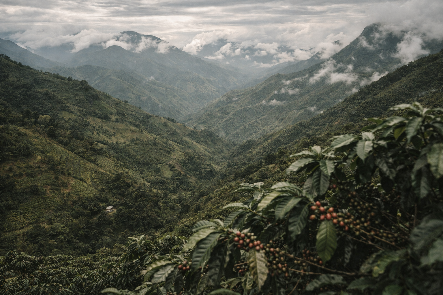 Colombian coffee regions landscape showing diverse elevations and microclimates