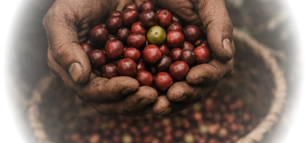 Coffee farmer hands holding freshly harvested arabica cherries in Colombia