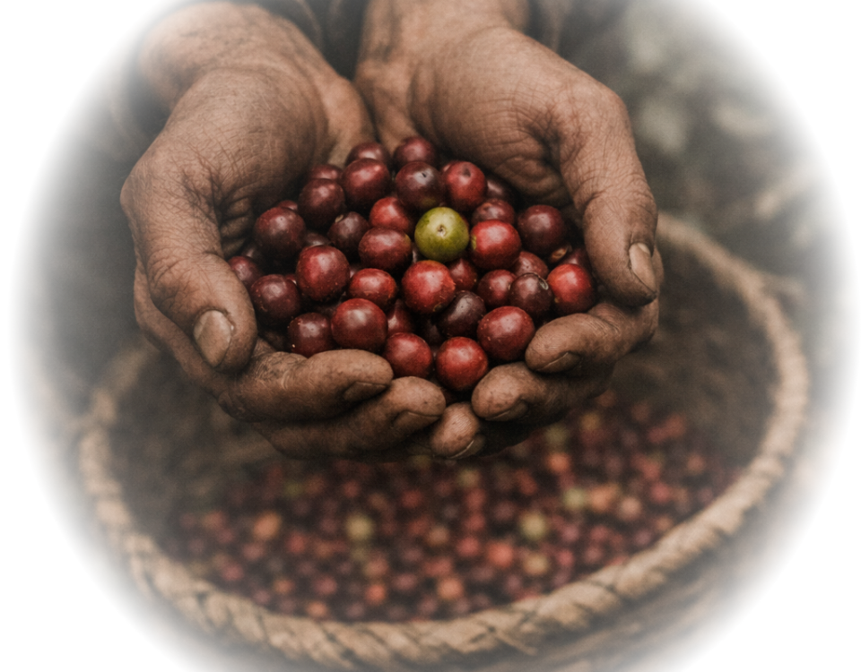 Coffee farmer hands holding freshly harvested arabica cherries in Colombia